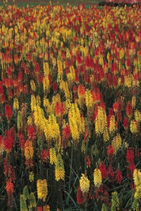Picture of Kniphofia - Crown Hybrids